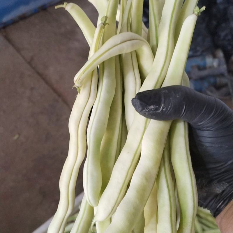 好货陆续上市中，基地自产，无代办费用，全是精品货