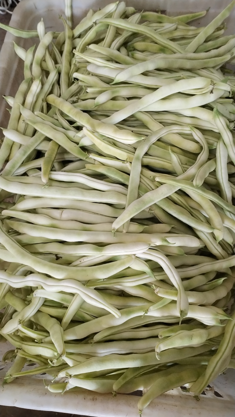 好货陆续上市中，基地自产，无代办费用，全是精品货