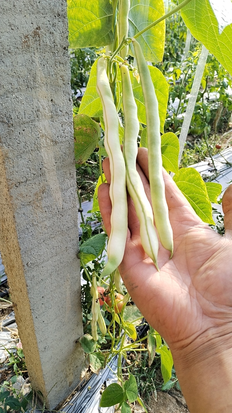 好货陆续上市中，基地自产，无代办费用，全是精品货