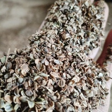 正宗宁国白花前胡种子
