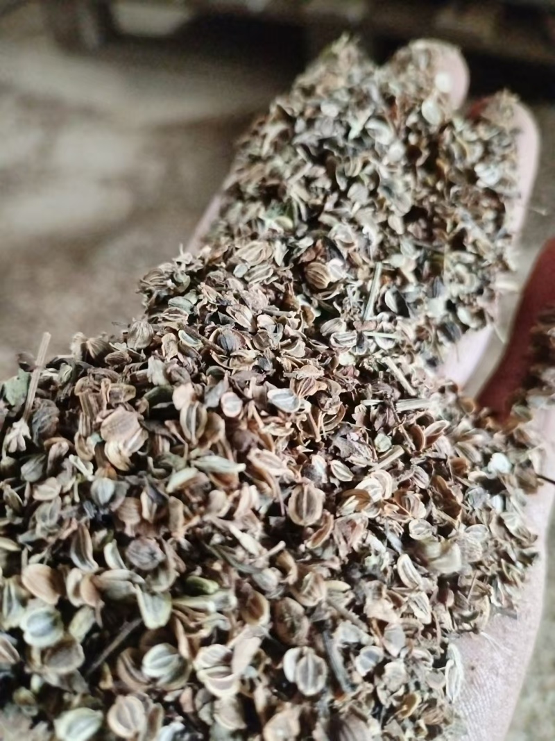 正宗宁国白花前胡种子