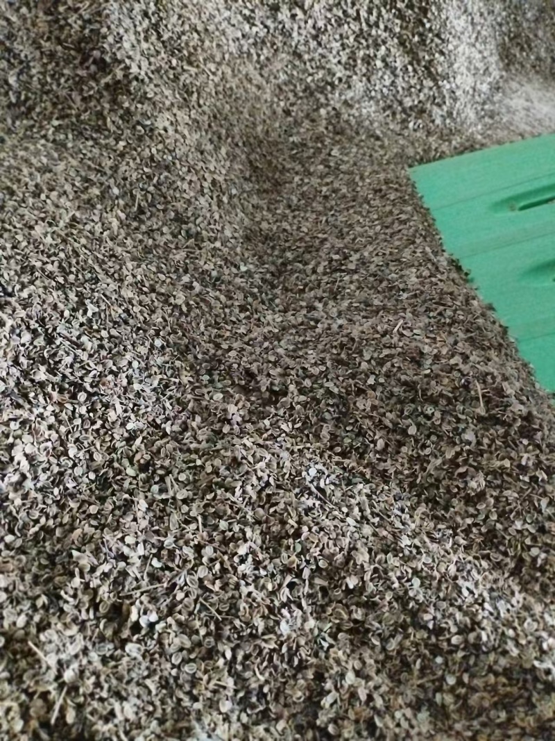 正宗宁国白花前胡种子
