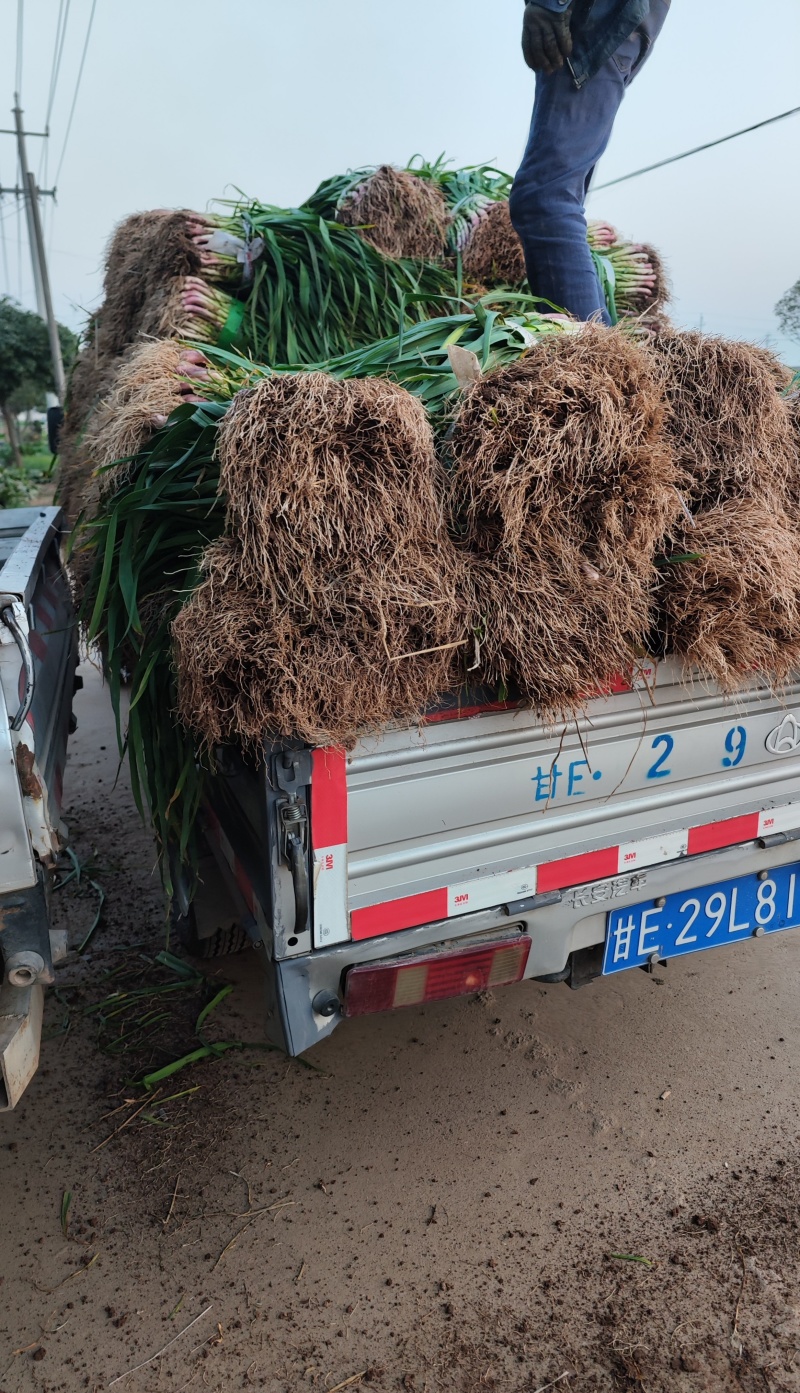 【精选】湖北红根蒜苗毛蒜水洗蒜千亩基地直供一手货