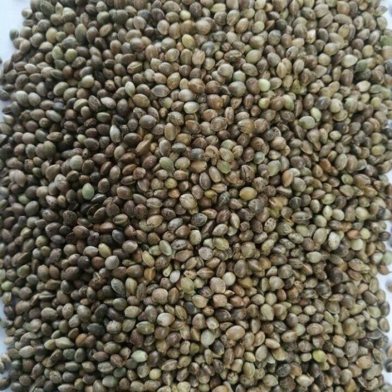 小粒麻子鸟粮**火麻仁山西货源产地直发