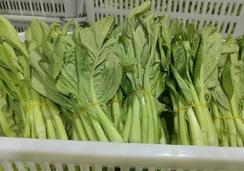 白菜苔白菜芯油菜苔产地直供一手货源