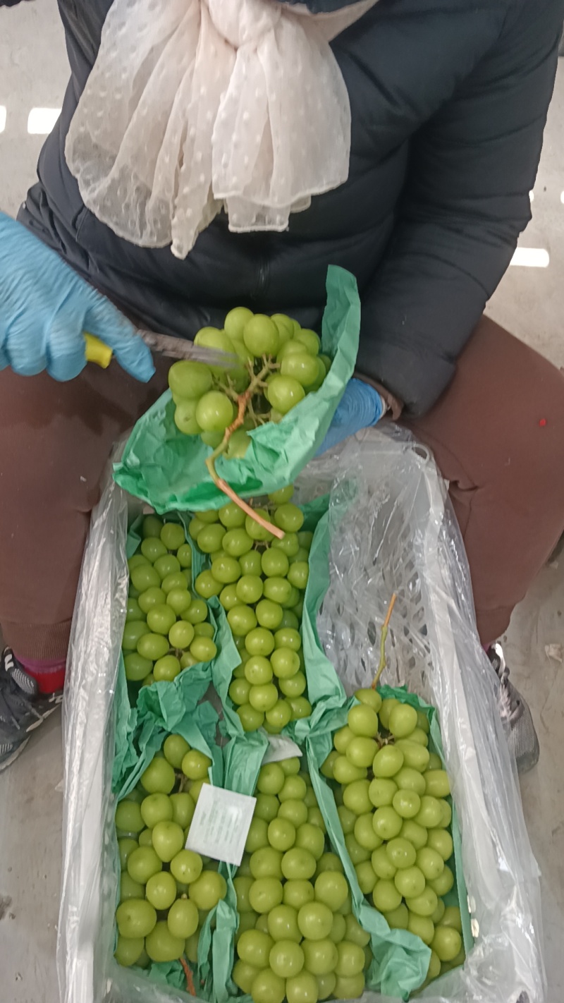 阳光玫瑰工厂货，价格便宜，量大从优，串串，颗粒