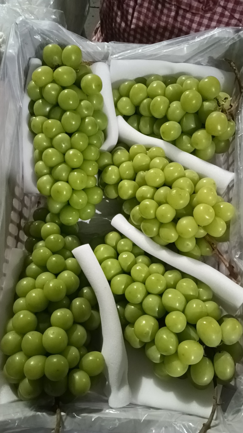 阳光玫瑰工厂货，价格便宜，量大从优，串串，颗粒