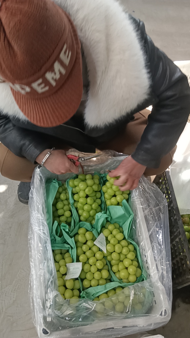 阳光玫瑰工厂货，价格便宜，量大从优，串串，颗粒