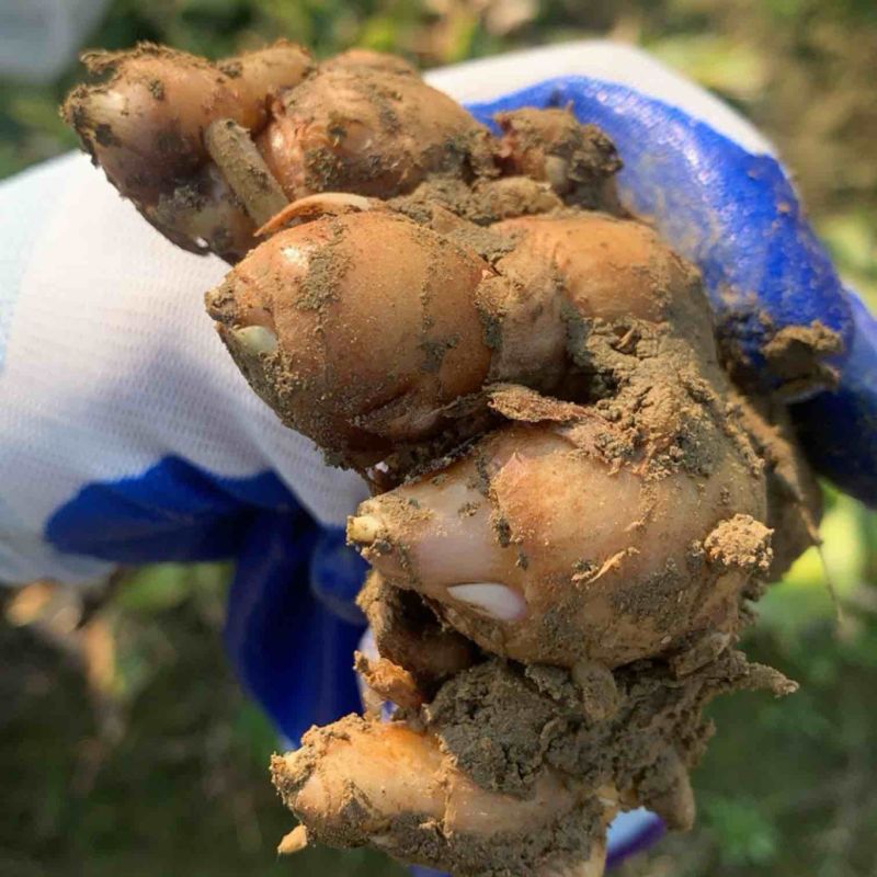 仅剩一万斤姜种