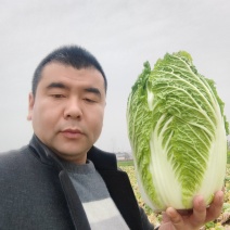【精品白菜】湖北黄心白菜万亩基地供应市场电商工厂视频看货