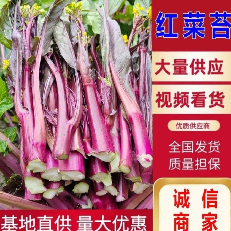 红菜苔红油菜红菜芯湖北红菜苔产地发货一手货源
