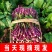 红菜苔红油菜红菜芯湖北红菜苔产地发货一手货源