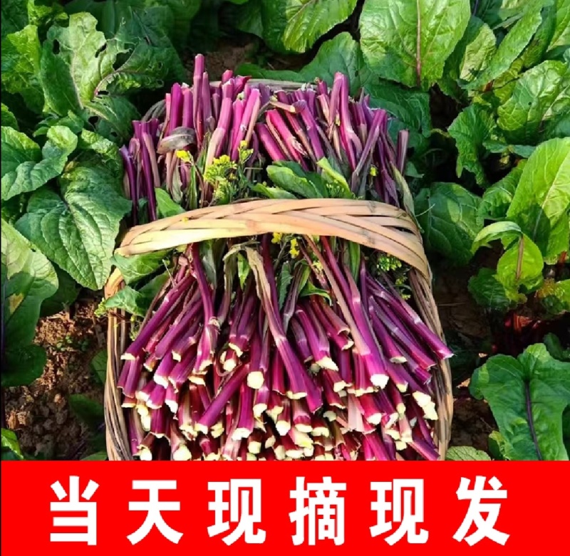 红菜苔红油菜红菜芯湖北红菜苔产地发货一手货源