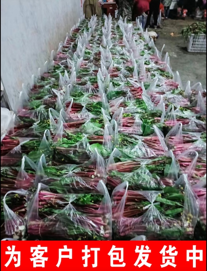 红菜苔红油菜红菜芯湖北红菜苔产地发货一手货源