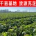 红菜苔红油菜红菜芯湖北红菜苔产地发货一手货源