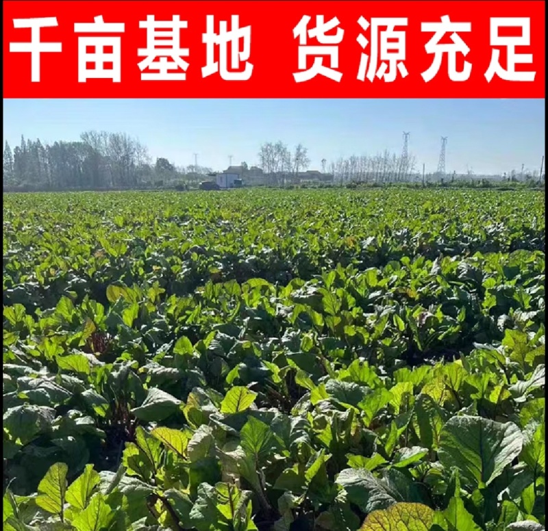 红菜苔红油菜红菜芯湖北红菜苔产地发货一手货源