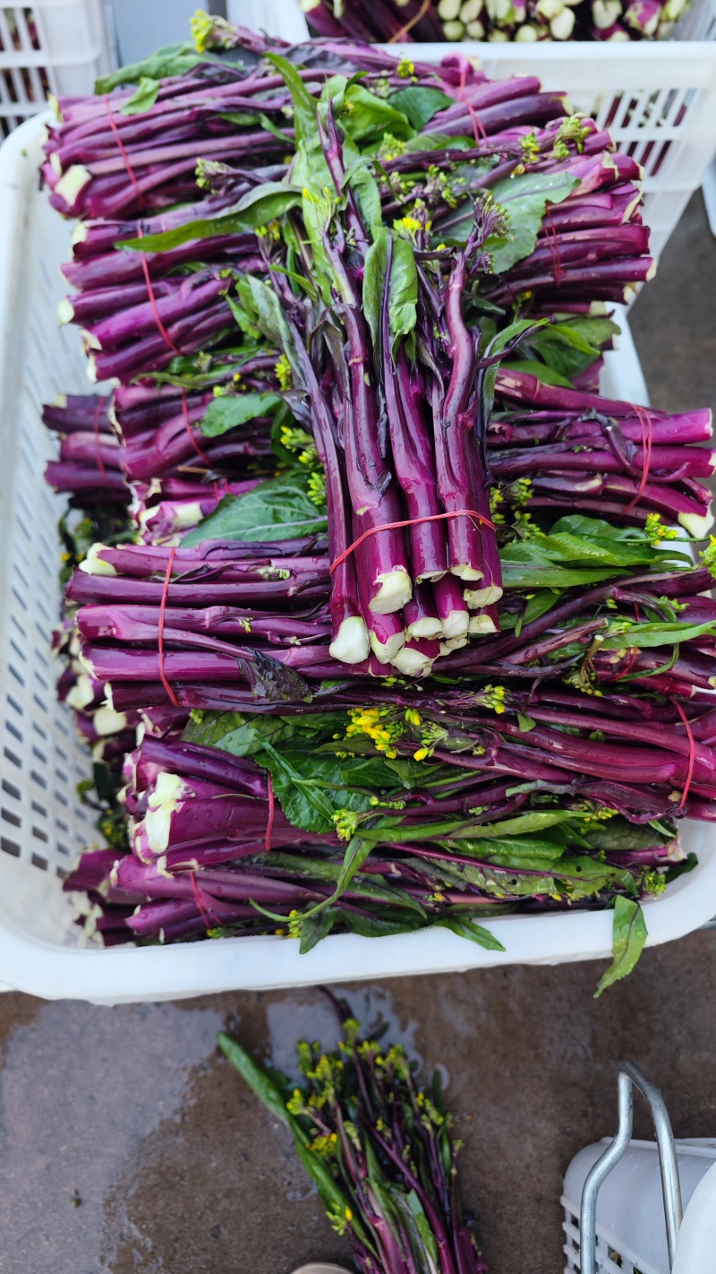 红菜苔红油菜红菜芯湖北红菜苔产地发货一手货源