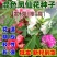 凤仙花种子指甲花五颜六色凤仙花种籽四季播庭院阳台盆栽