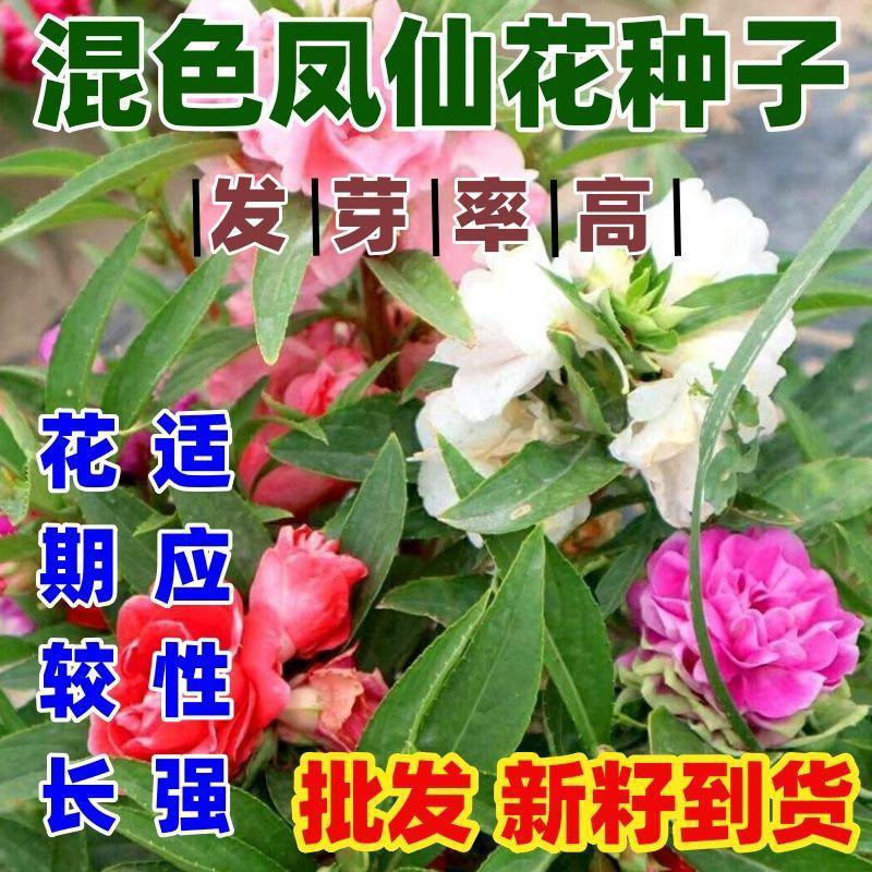 凤仙花种子指甲花五颜六色凤仙花种籽四季播庭院阳台盆栽