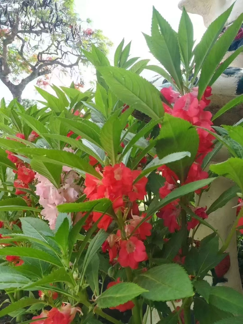 凤仙花种子指甲花五颜六色凤仙花种籽四季播庭院阳台盆栽