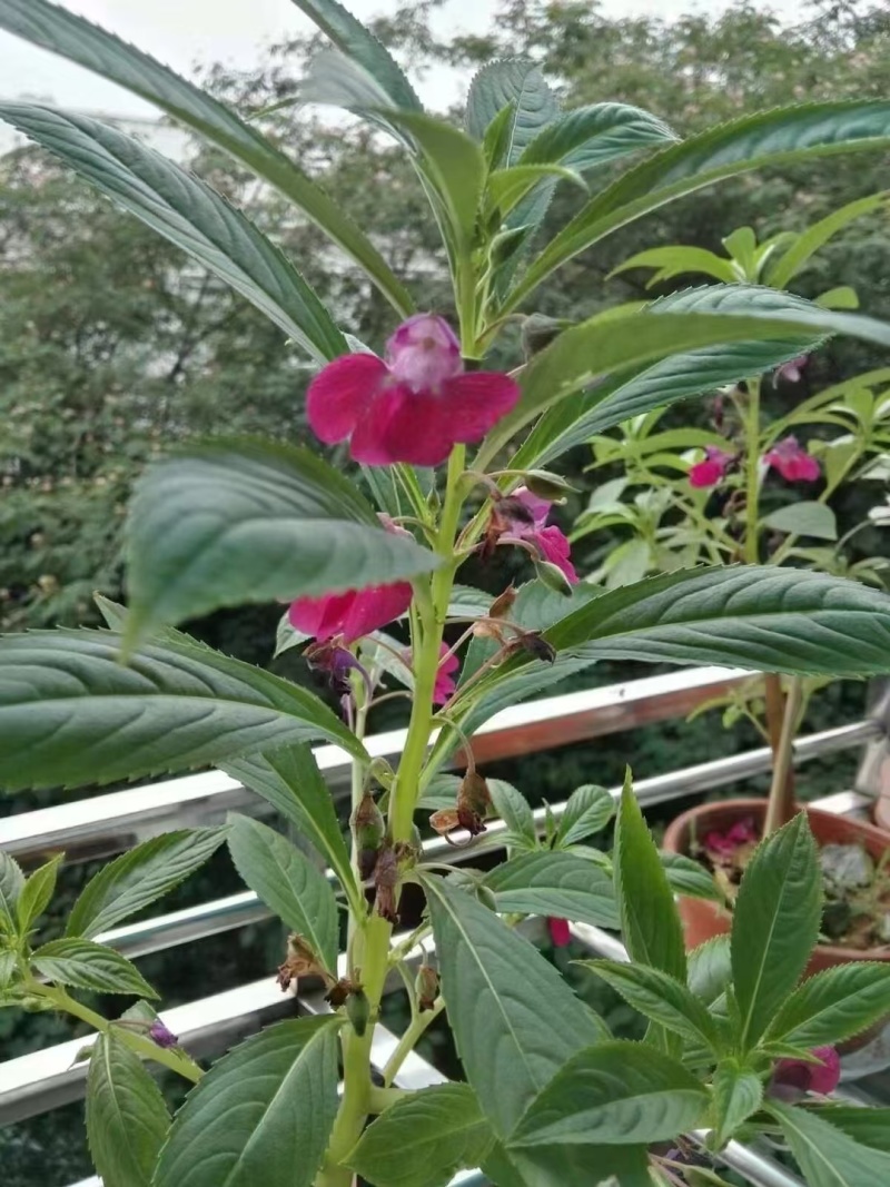 凤仙花种子指甲花五颜六色凤仙花种籽四季播庭院阳台盆栽