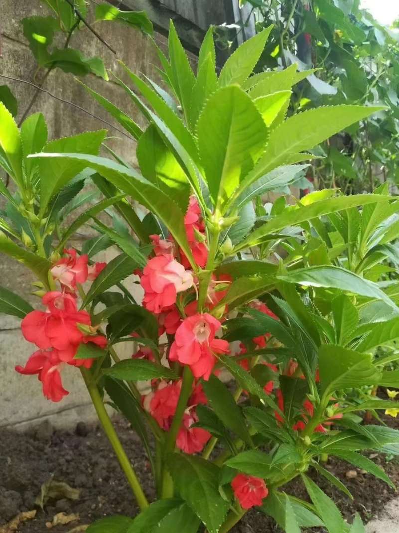 凤仙花种子指甲花五颜六色凤仙花种籽四季播庭院阳台盆栽