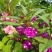 凤仙花种子指甲花五颜六色凤仙花种籽四季播庭院阳台盆栽