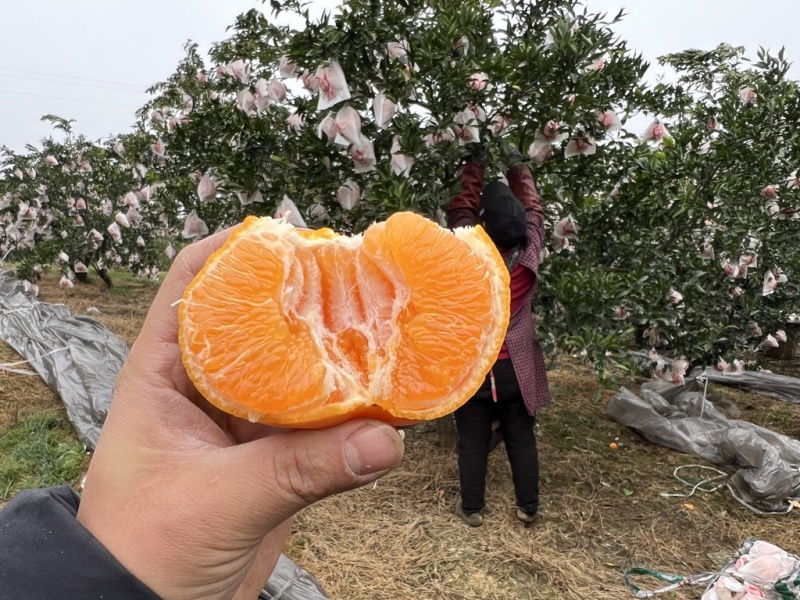 眉山春见耙耙柑~核心产区一件代发，电商发货，社区团购走车