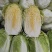 【精品白菜】湖北黄心白菜万亩基地供应市场电商工厂视频看货