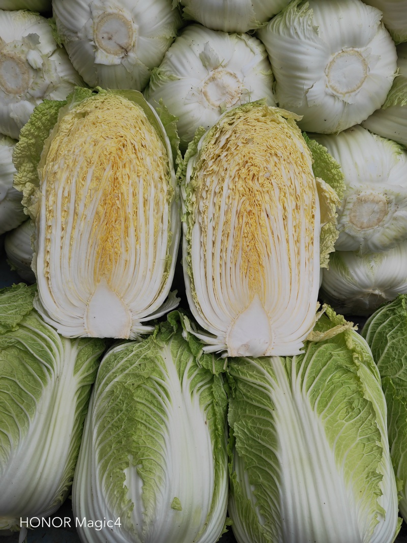 【精品白菜】湖北黄心白菜万亩基地供应市场电商工厂视频看货