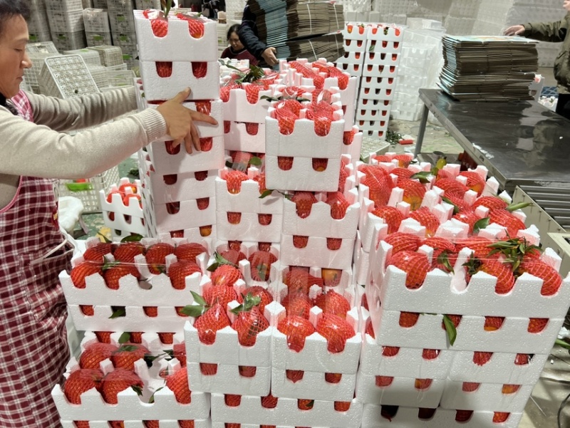 眉山春见耙耙柑~核心产区一件代发，电商发货，社区团购走车