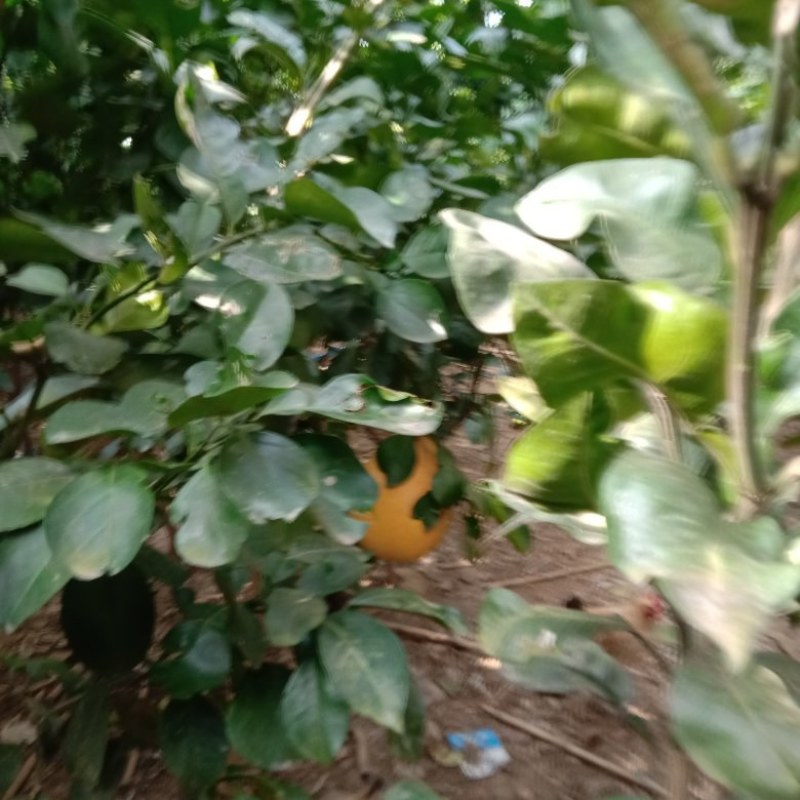 供应引进优质的泰国红宝石青柚苗和暹罗红柚苗，树龄五年苗！