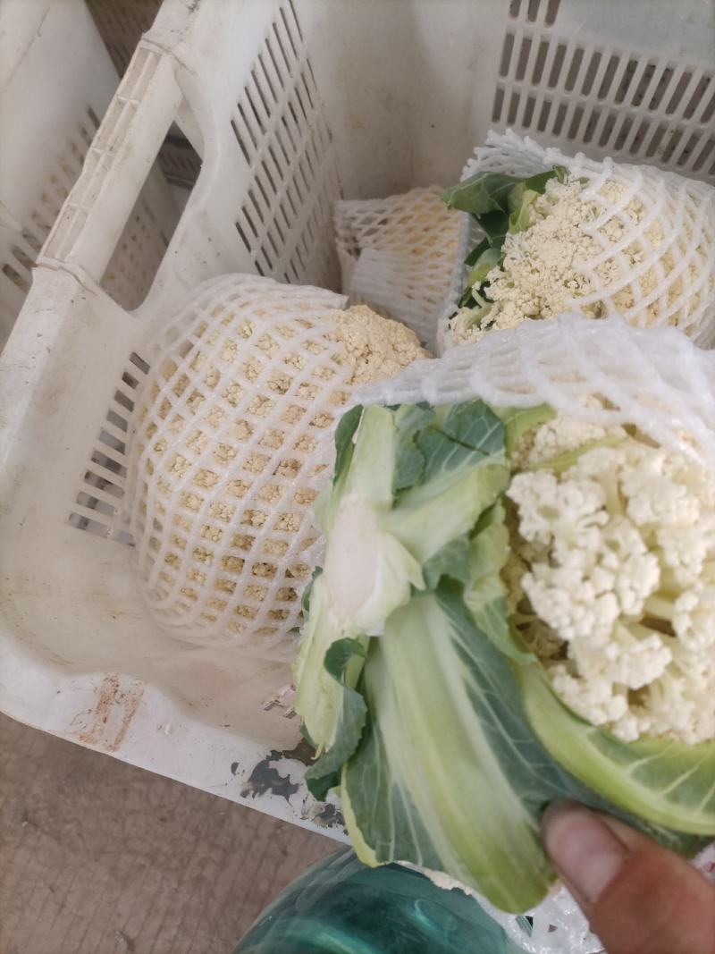 正宗福建散花