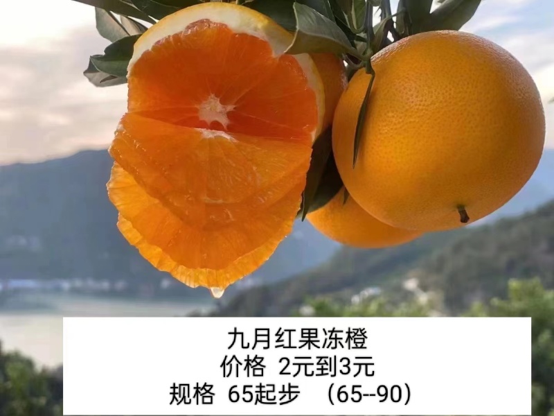 湖北秭归九月红果冻橙，个大皮薄口感好，欢迎合作