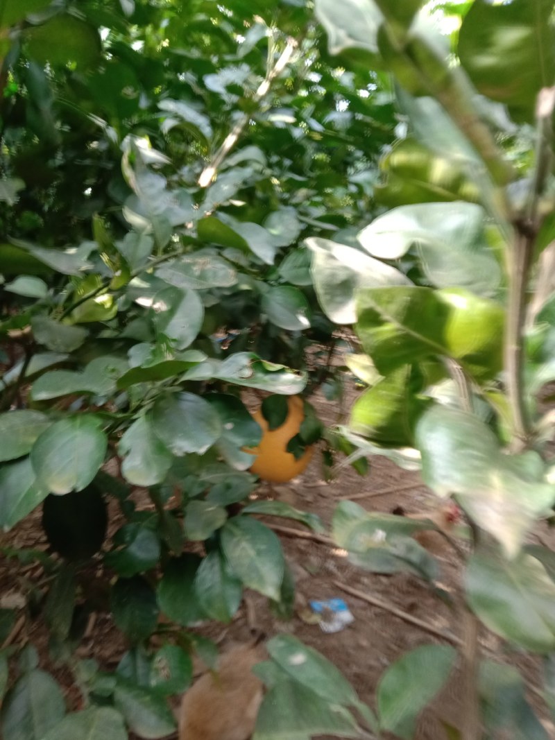 供应引进优质的泰国红宝石青柚苗和暹罗红柚苗，树龄五年苗！