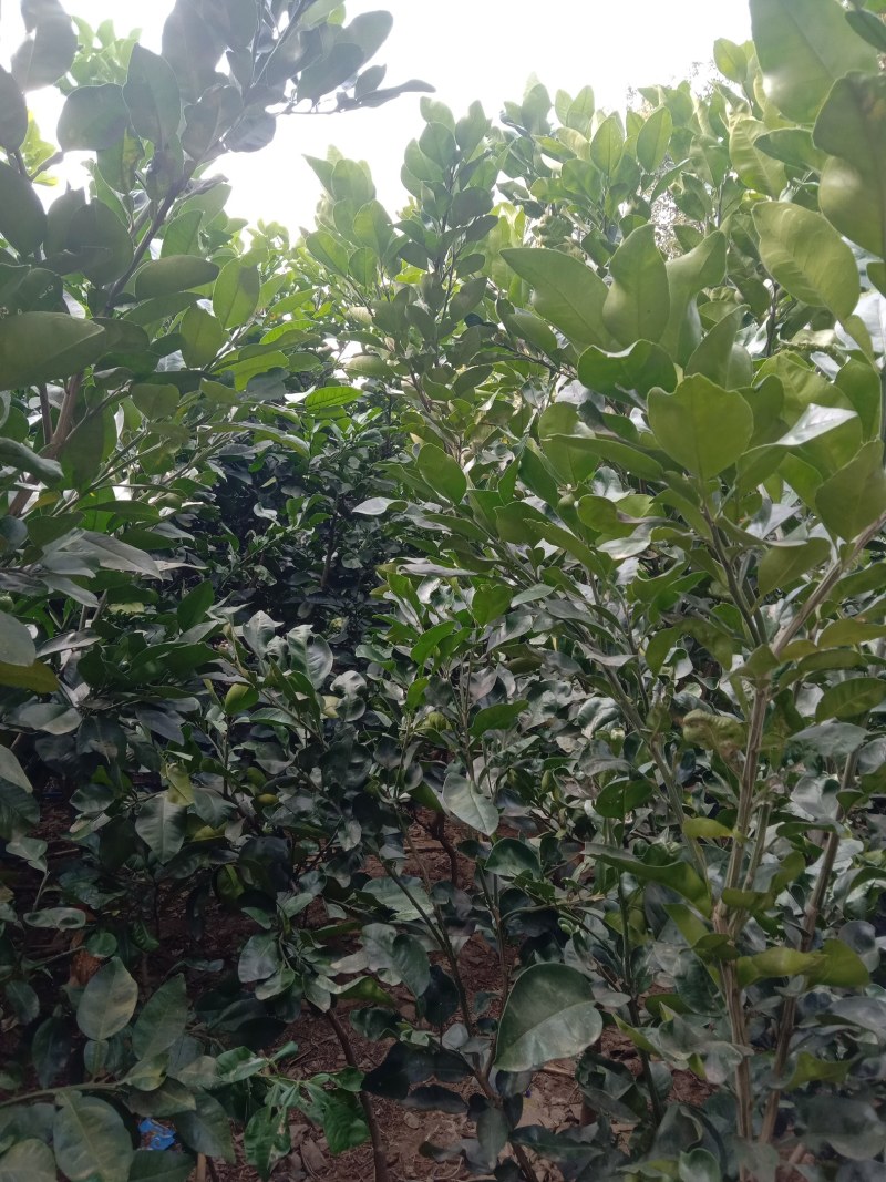 供应引进优质的泰国红宝石青柚苗和暹罗红柚苗，树龄五年苗！