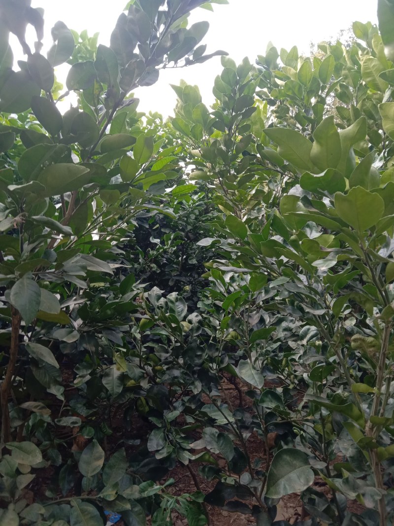供应引进优质的泰国红宝石青柚苗和暹罗红柚苗，树龄五年苗！