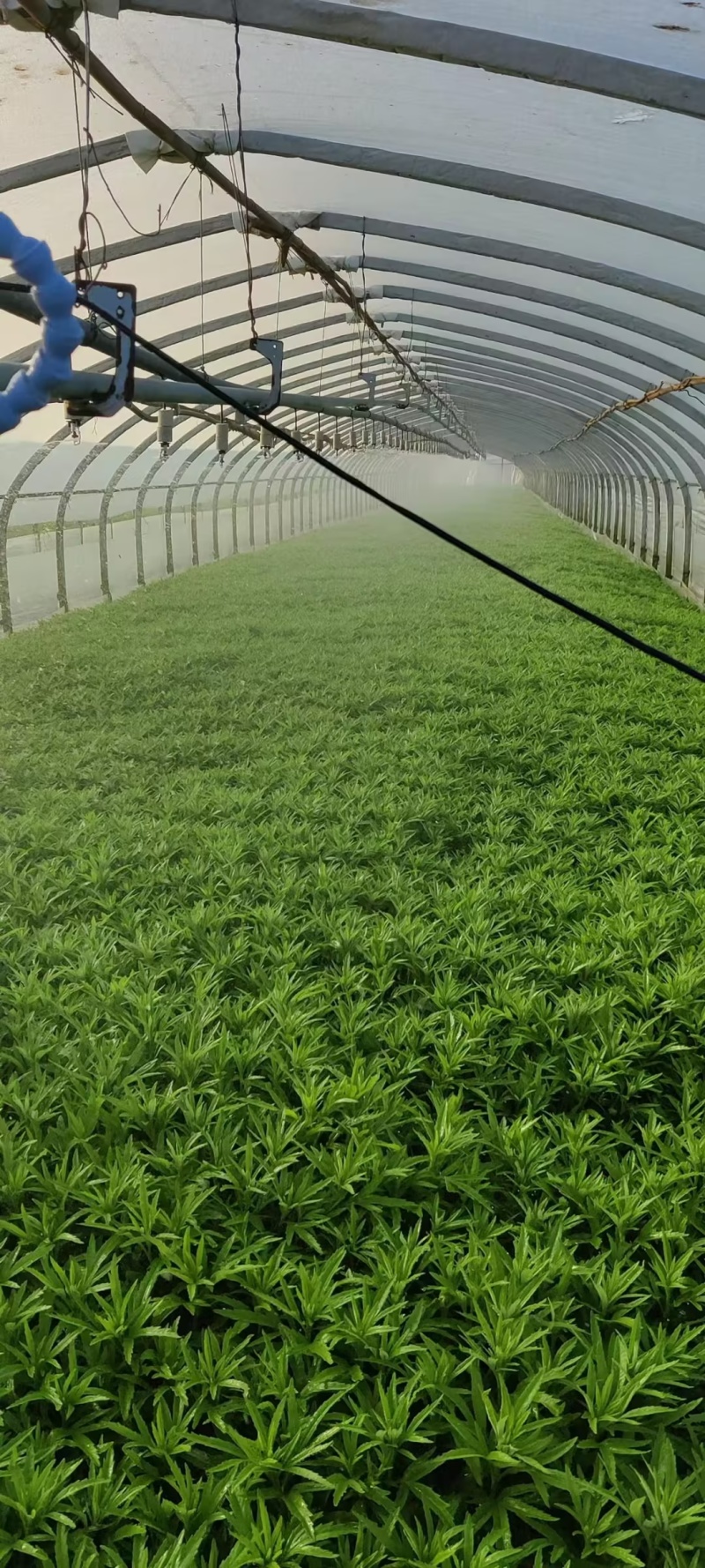 芦蒿黎蒿市场货电商货商超
