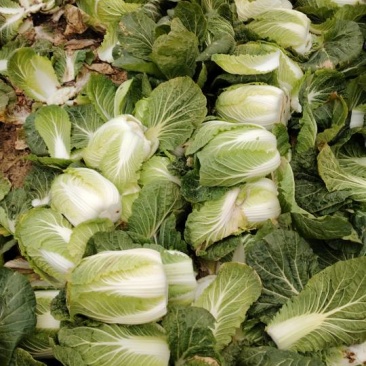 新鲜黄心白菜，健康美味，直供农场，快来选购！