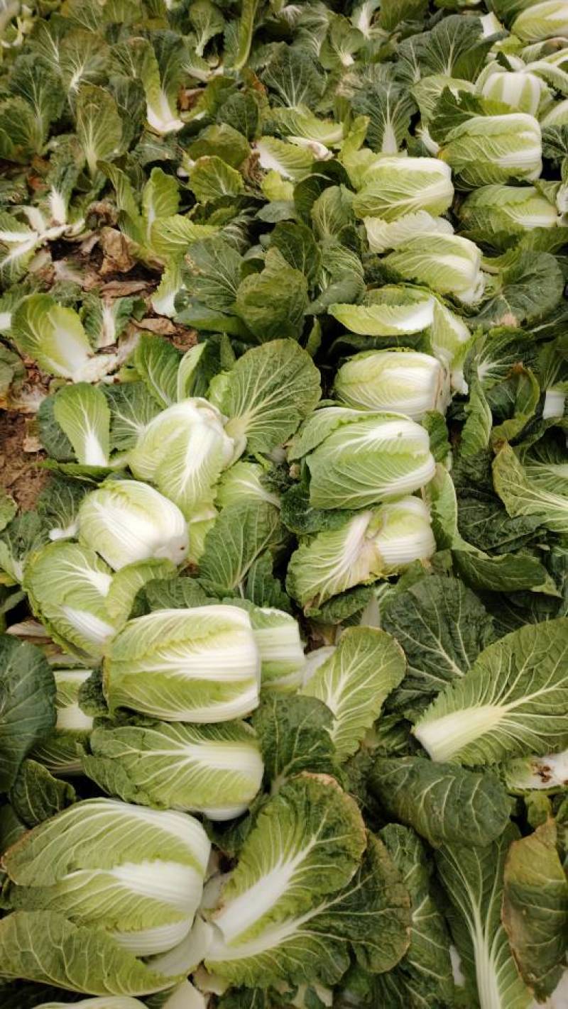 新鲜黄心白菜，健康美味，直供农场，快来选购！