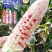 2018宝马天贵糯937玉米种子彩甜糯鲜食苞米甜加糯