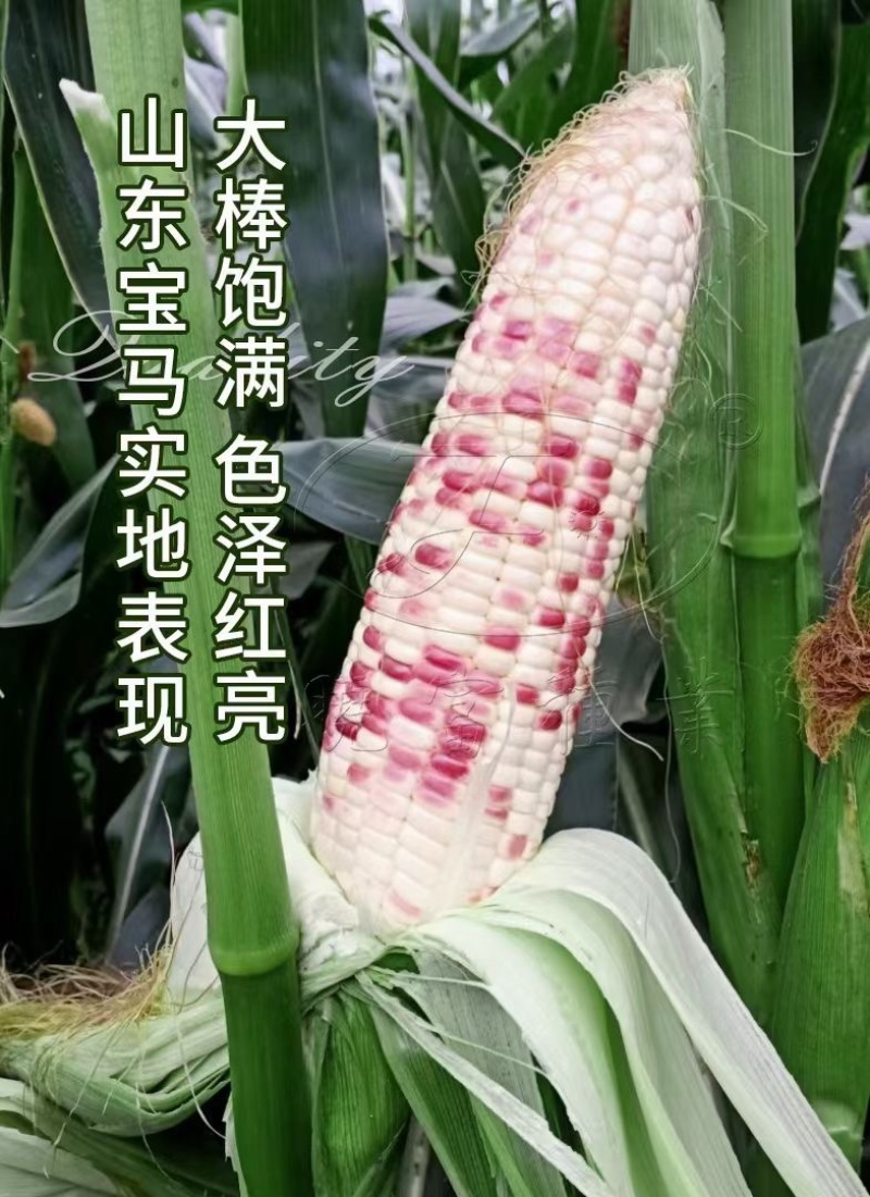 2018宝马天贵糯937玉米种子彩甜糯鲜食苞米甜加糯