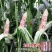 2018宝马天贵糯937玉米种子彩甜糯鲜食苞米甜加糯