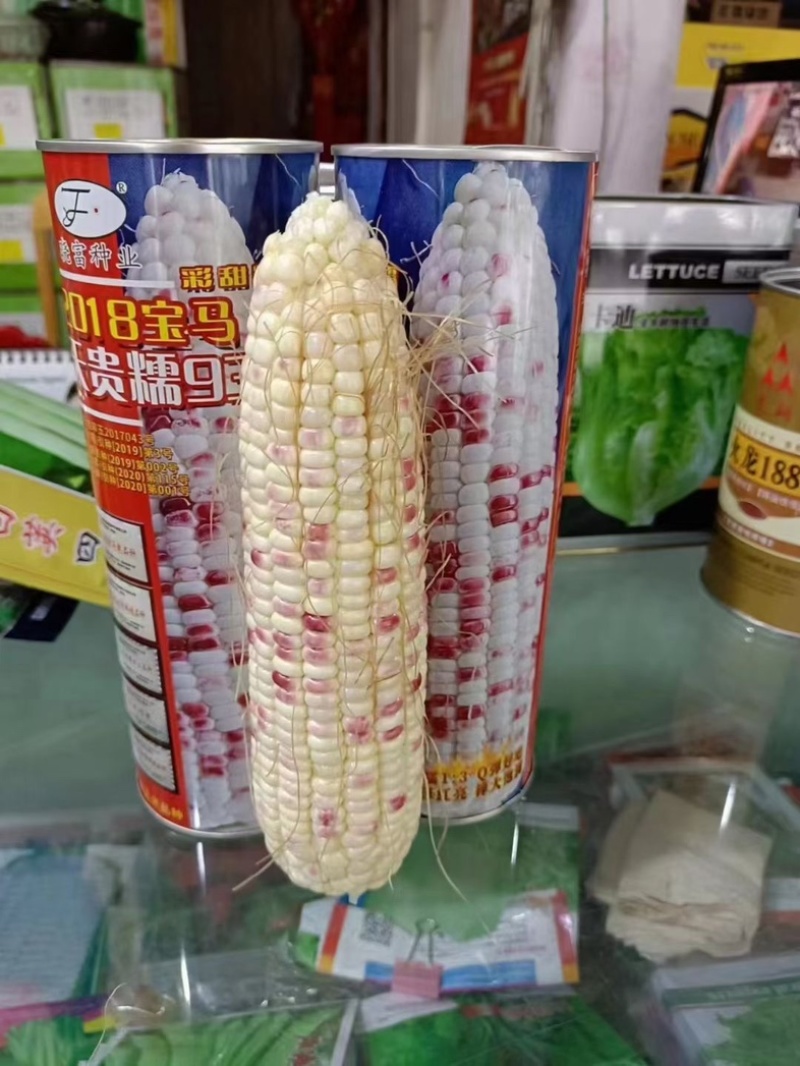 2018宝马天贵糯937玉米种子彩甜糯鲜食苞米甜加糯