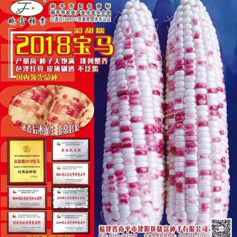 2018宝马天贵糯937玉米种子彩甜糯鲜食苞米甜加糯