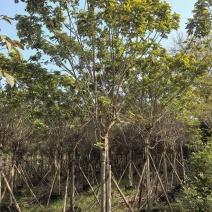 黄花槐假植苗，支持视频看货