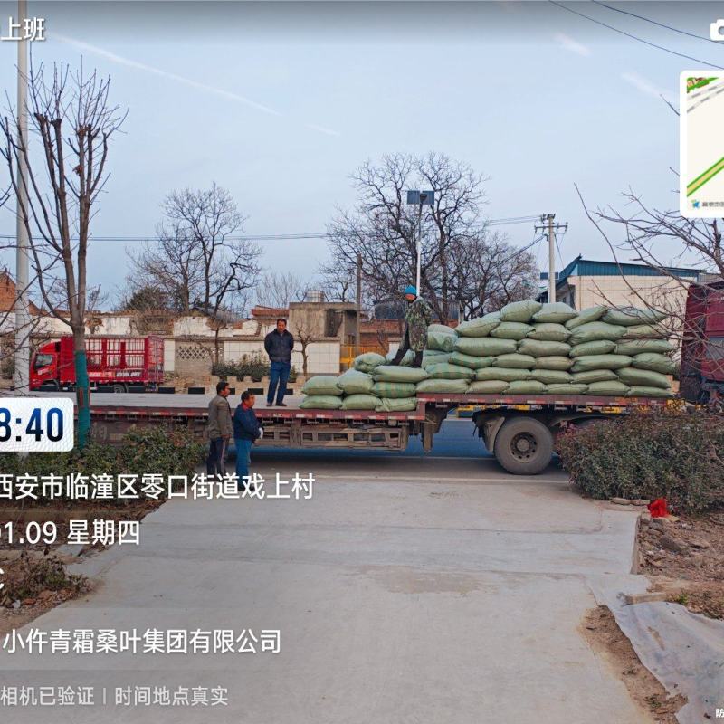 霜桑叶继续供应