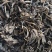 大青叶可打粉中药材批发大青叶质量保证量大从优