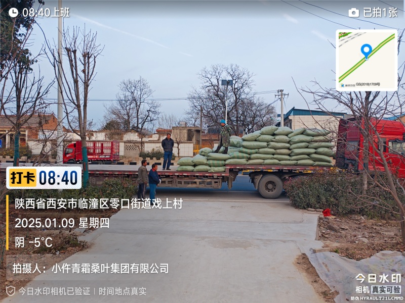 霜桑叶继续供应