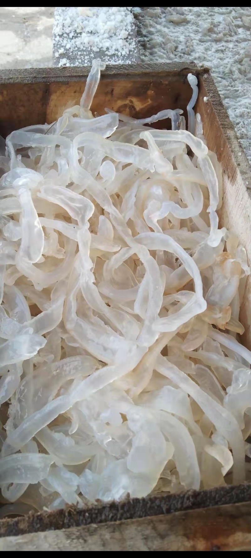 海蛰，桶装，
